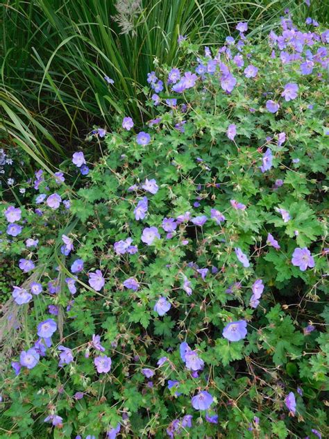 Geranium Rozanne = 'Gerwat' - The Beth Chatto Gardens