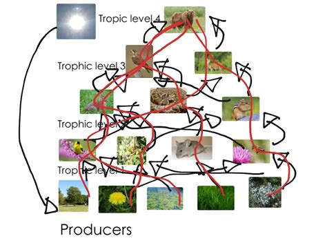 Food web project | Science, Biology, Food Webs | ShowMe