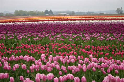 Tulip Festival - Photos - Love La Conner