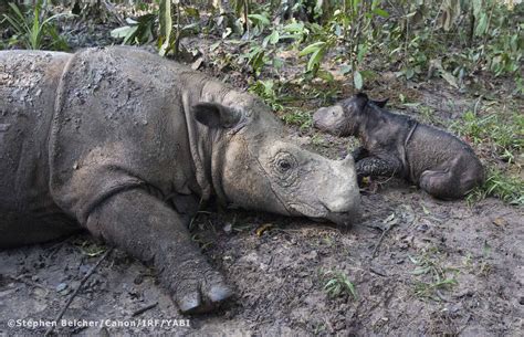 It's a Girl! Rare Sumatran Rhino Gives Birth At Indonesian Sanctuary ...