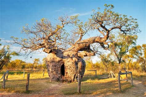 How did the iconic boab tree get to Australia?