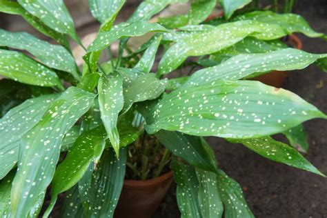 Aspidistra: cast-iron plant care & propagation - Plantura