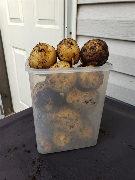 Potato bucket harvest-11 good size spuds : r/gardening