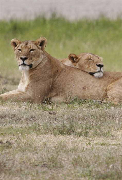 Lionesses embracing the spirit of sisterhood - About Wild Animals