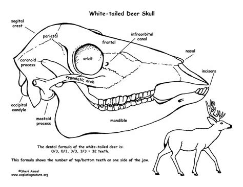 White-tailed Deer Skull Diagram and Labeling