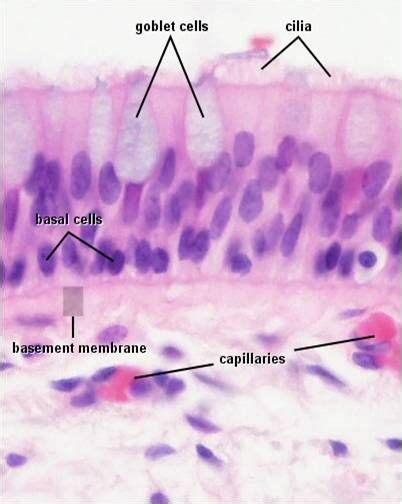 Ciliated Columnar Epithelium | Basic anatomy and physiology, Human anatomy and physiology ...