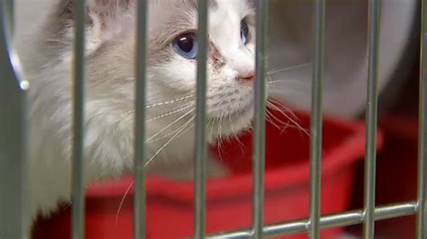 Nearly 100 Cats Up For Adoption at CNY SPCA