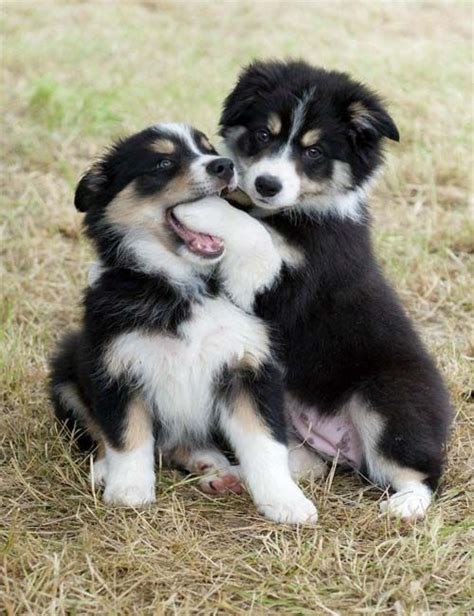 1000+ images about Australian Shepherd/Border Collie Mix on Pinterest | Miniature australian ...