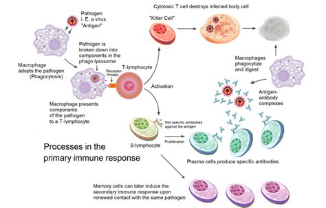 Humoral Immunity - The Definitive Guide | Biology Dictionary