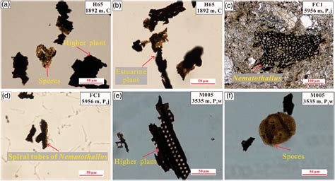 Organic petrology, geochemistry, and hydrocarbon generation capacity of Permo–Carboniferous ...