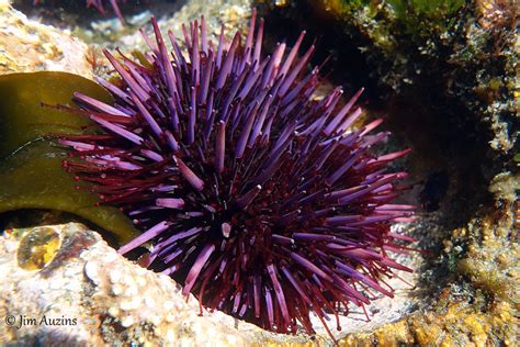 Purple Sea Urchin Feeding (Strongylocentrotus purpuratus)