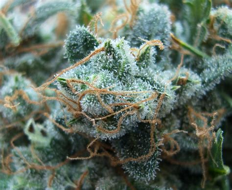 Blue Mystic Trichomes by GrowAdvice on DeviantArt