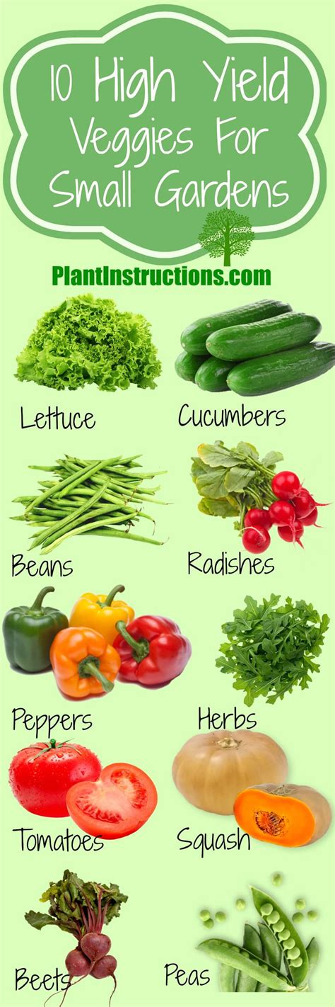 10 High Yield Vegetables You Should Plant Today - Plant Instructions