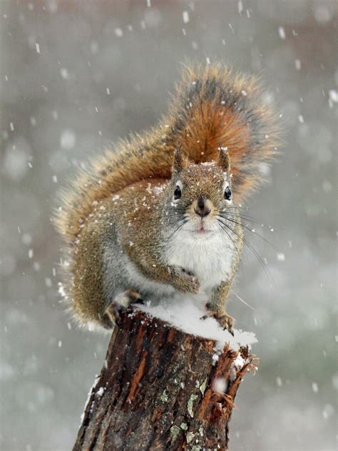 Winter-Eichhörnchen stockfoto. Bild von kiefer, pelz - 44068994