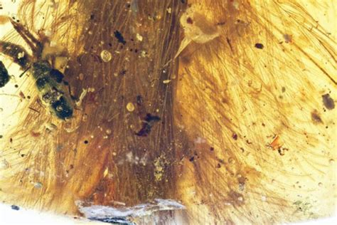 Scientist finds dinosaur tail trapped in amber - and it's covered with feathers