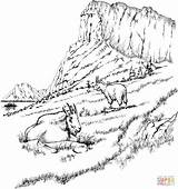 Two Mountain Goats coloring Page  SuperColoringcom sketch template