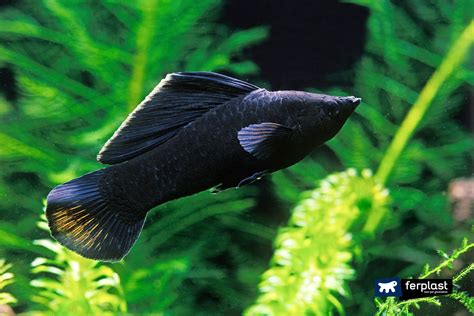 Black Molly- the black beauty in your aquarium - CO2Art.eu