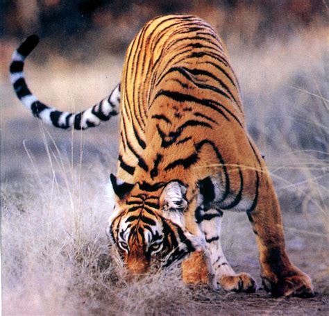 Tiger | The Most Dangerous Wildlife In The World | Wildlife Of World