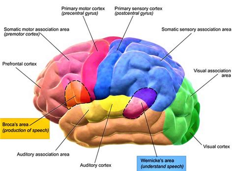 Broca’s area function, location & Broca’s area damage