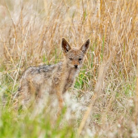 Black-backed Jackal Pup stock image. Image of brown - 138734887