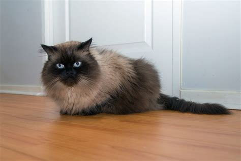 20 Fun Facts You Didn't Know About Himalayan Cats