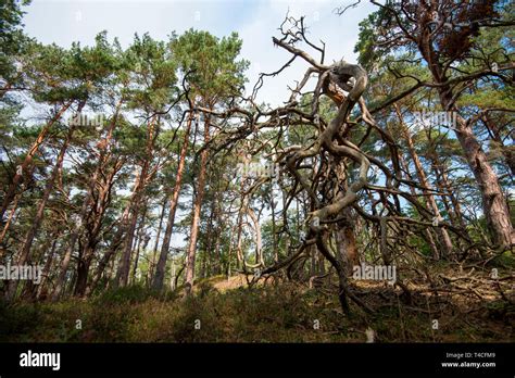 Primeval forests hi-res stock photography and images - Alamy