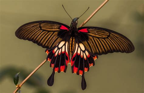 A beautiful multicolored butterfly sits on a thin branch wallpapers and ...