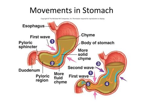 PPT - Phases of Gastric Secretion PowerPoint Presentation, free download - ID:1424740