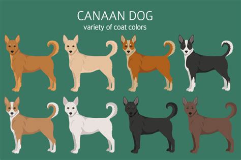 What are the physical characteristics of a Canaan dog? | canaan dog