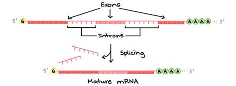 Mrna Processing In Eukaryotes Introns Exons - Transcription - MCAT Content