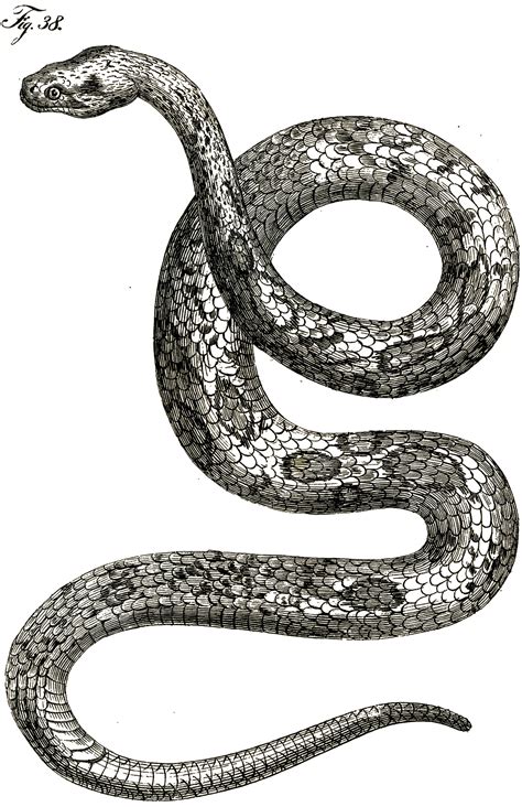 17 Vintage Snake Pictures - Cool Snake Art! - The Graphics Fairy