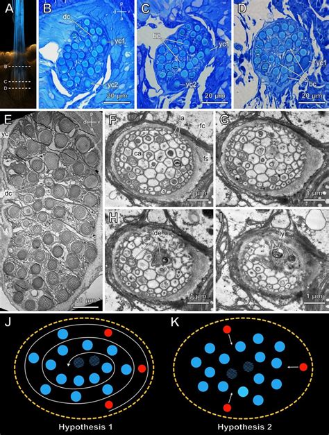 SEM & TEM data of Owenia fusiformis. A A single capillary chaeta,... | Download Scientific Diagram