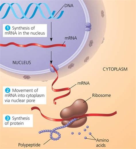 nukilan rasa from the beginner: Nucleic Acids