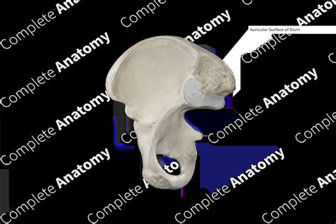 Auricular Surface of Ilium | Complete Anatomy