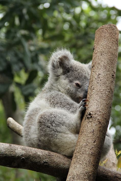 Baby Koala Wallpaper - WallpaperSafari