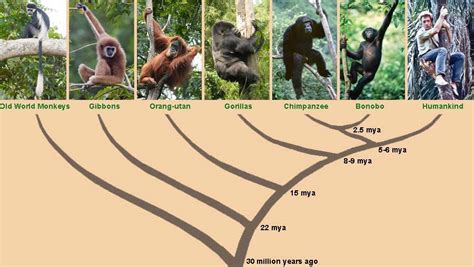 Great Ape Family Tree