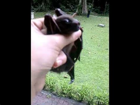 fruit bat / kelawar buah - YouTube