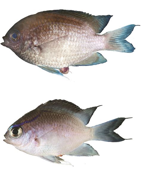 Capstone Highlight: New Species of Damselfish