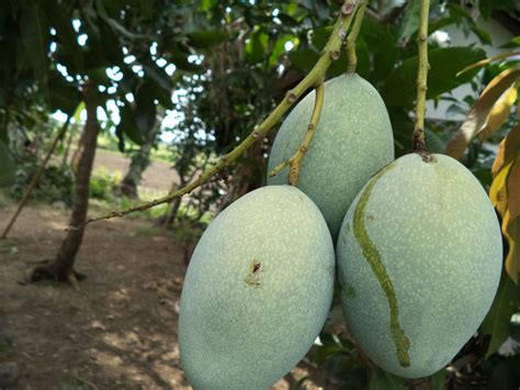 mangga madu hmmm yummy