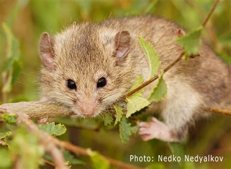 Saving Europe’s rarest dormouse – Discover the mammals of Europe