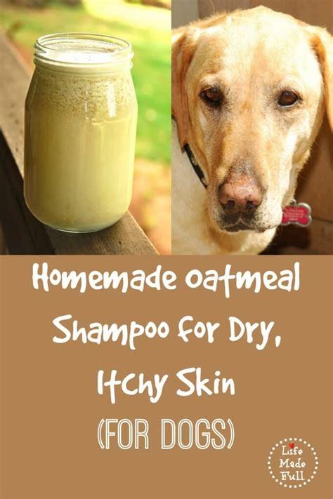 Homemade Dog Shampoo Recipes: The Best DIY Shampoo For Dogs