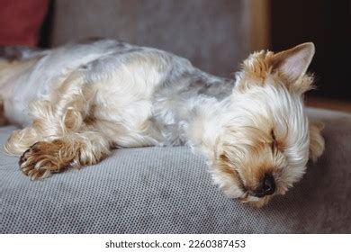 807 Sleeping Yorkie Images, Stock Photos & Vectors | Shutterstock