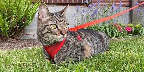 How to Train Your Cat to Walk on a Leash | Preventive Vet