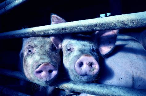 A platform for the health of pigs - SocietyByte