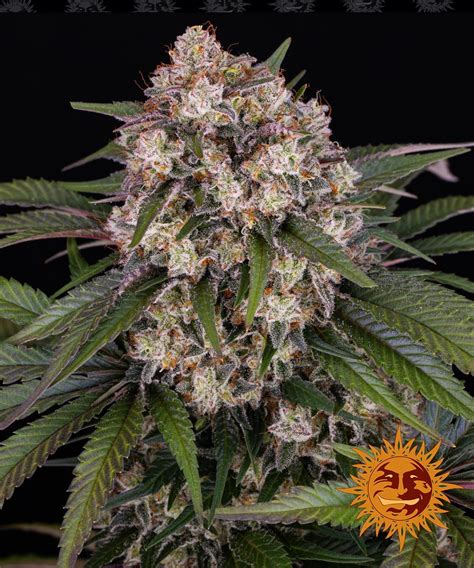 OG Kush Auto - Autoflower Seeds | BARNEYS FARM USA