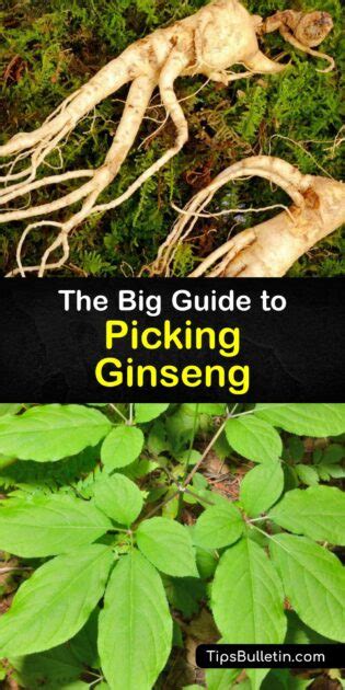 Ginseng Harvesting Guide - Best Time for Digging up Ginseng