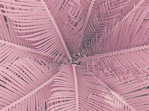 Pink Palm Leaf Wallpaper | Happywall