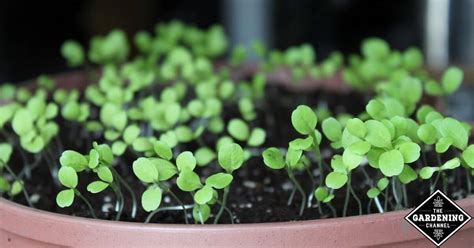 Can I grow lettuce indoors? - Gardening Channel