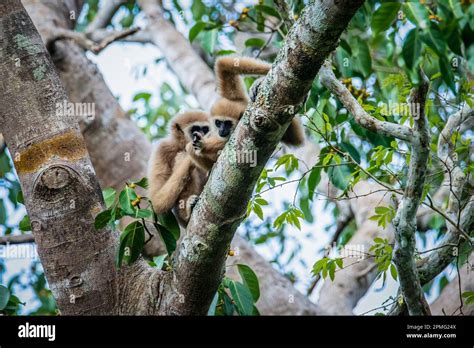 White Handed Gibbon, Lar Gibbon Stock Photo - Alamy