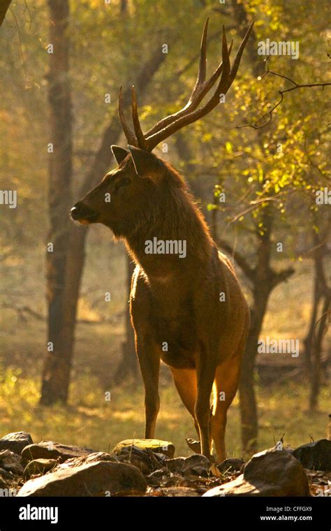 Male sambar deer in Ranthambhore NP, India Stock Photo - Alamy